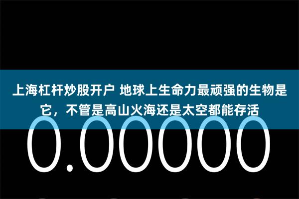 上海杠杆炒股开户 地球上生命力最顽强的生物是它，不管是高山火海还是太空都能存活